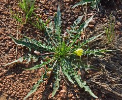 Oenothera flava