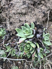 Dudleya farinosa