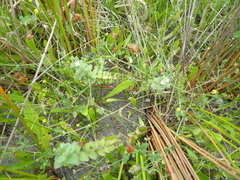 Pimelea villosa