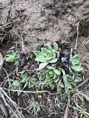 Dudleya farinosa