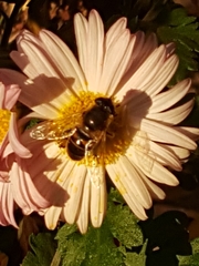 Eristalis tenax