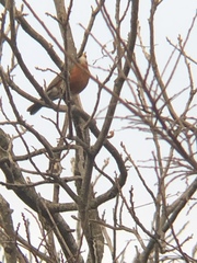 Turdus migratorius