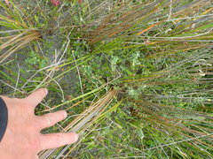 Pimelea villosa
