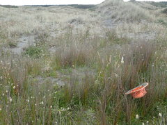 Pimelea villosa