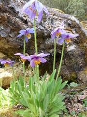 Meconopsis simplicifolia