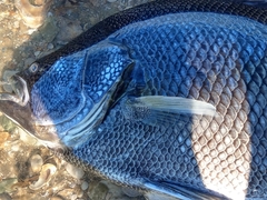 Lobotes surinamensis