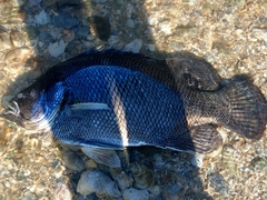 Lobotes surinamensis