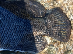 Lobotes surinamensis