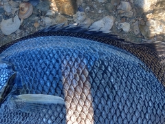 Lobotes surinamensis