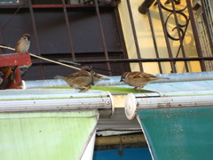 Passer montanus