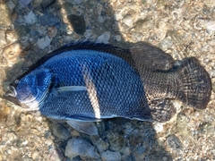 Lobotes surinamensis