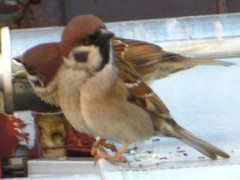Passer montanus
