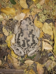 Rhinella arunco