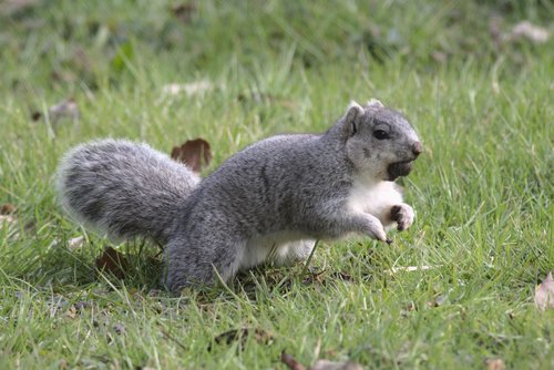 Delmarva Fox Squirrel photographed in Maryland