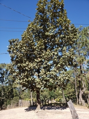 Quercus resinosa