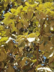 Quercus resinosa
