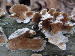 Steccherinum bourdotii