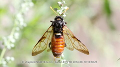 Cimbex femoratus