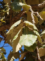 Quercus resinosa