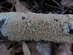 Radulomyces confluens