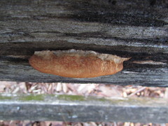 Fuscopostia leucomallella