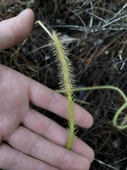 Lycopodiella appressa