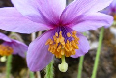 Meconopsis simplicifolia
