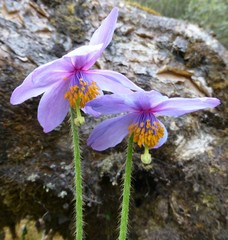 Meconopsis simplicifolia