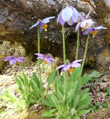 Meconopsis simplicifolia