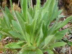 Meconopsis simplicifolia