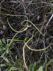 Lycopodiella appressa