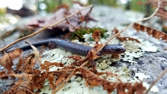 Plethodon hoffmani
