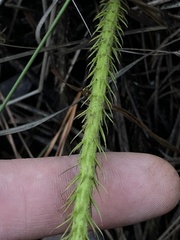 Lycopodiella appressa