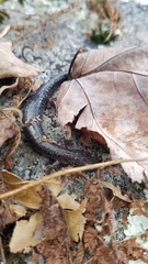 Plethodon hoffmani