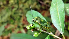 Chinavia rogenhoferi