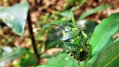 Chinavia rogenhoferi