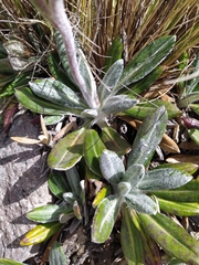 Robinsonecio gerberifolius