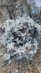Constancea nevinii