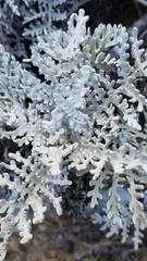 Constancea nevinii