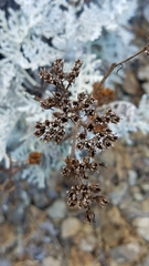 Constancea nevinii