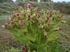 Sonchus grandifolius