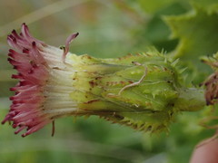 Sonchus grandifolius