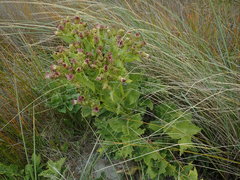 Sonchus grandifolius