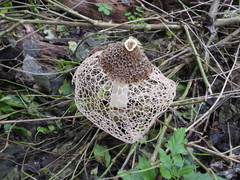 Phallus haitangensis