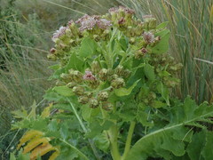 Sonchus grandifolius