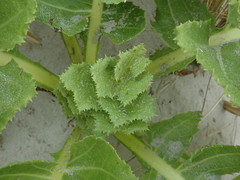 Sonchus grandifolius