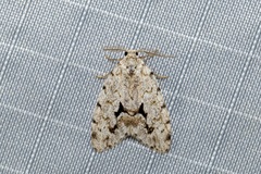 Thallarcha macilenta