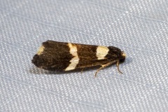 Thallarcha phalarota