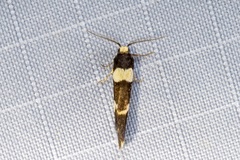 Thallarcha phalarota