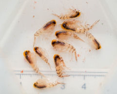 Themisto compressa